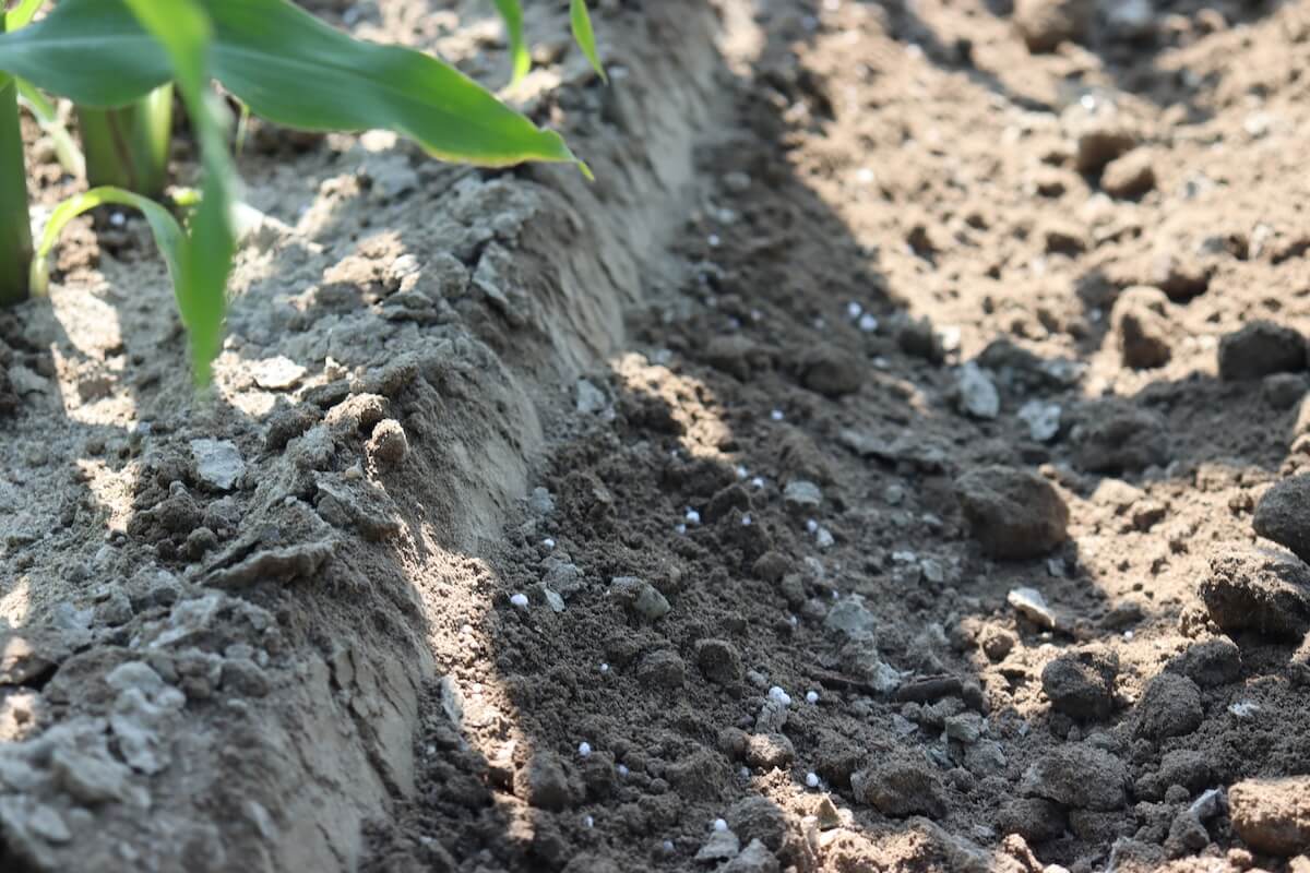 Distribuzione superficiale nell'interfila di concime ureico con la sarchiatrice MaterMacc Unica PVI